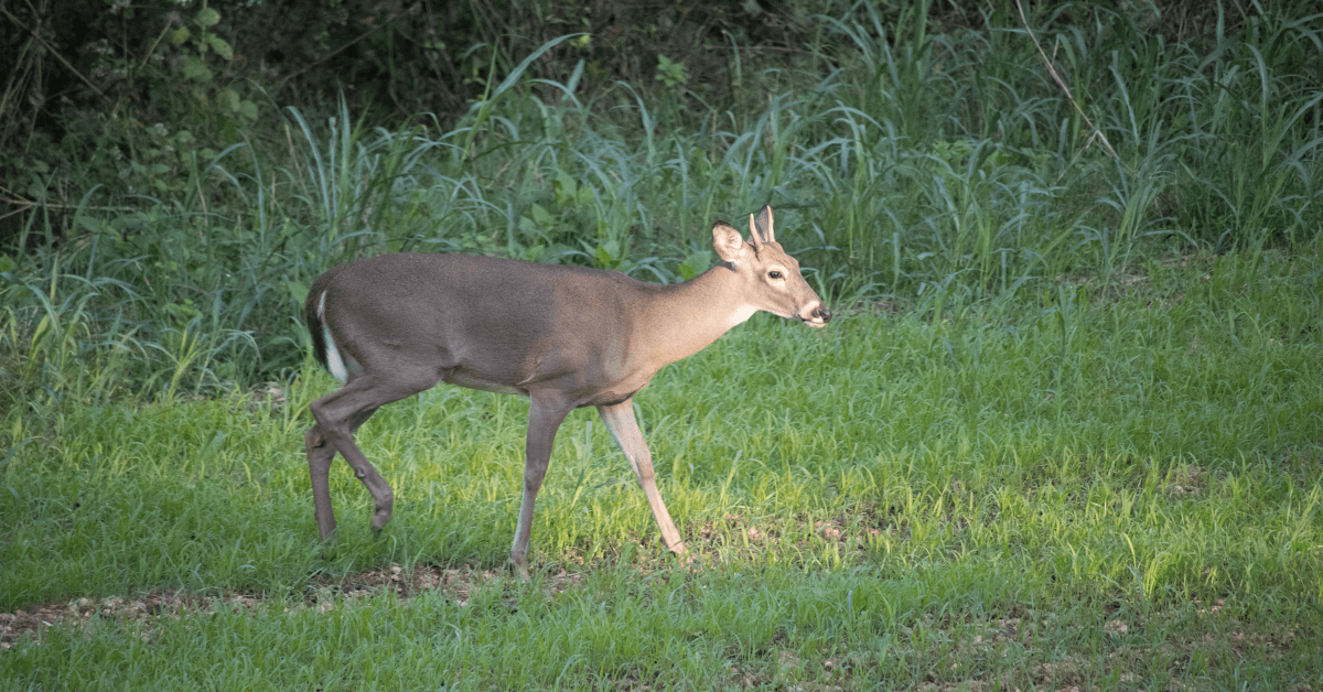 Featured Image for 5 Trees That Deer Love